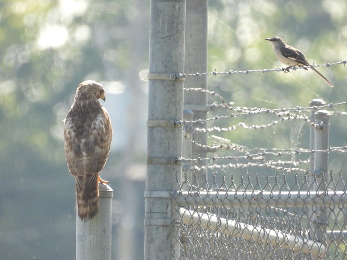 Red-shouldered Hawk - ML617377035