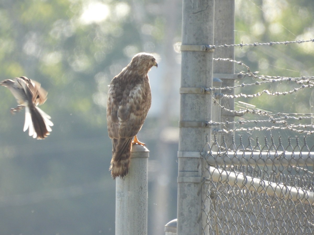 Red-shouldered Hawk - ML617377036