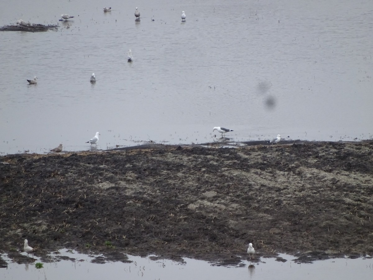 Gaviota Groenlandesa - ML617377041