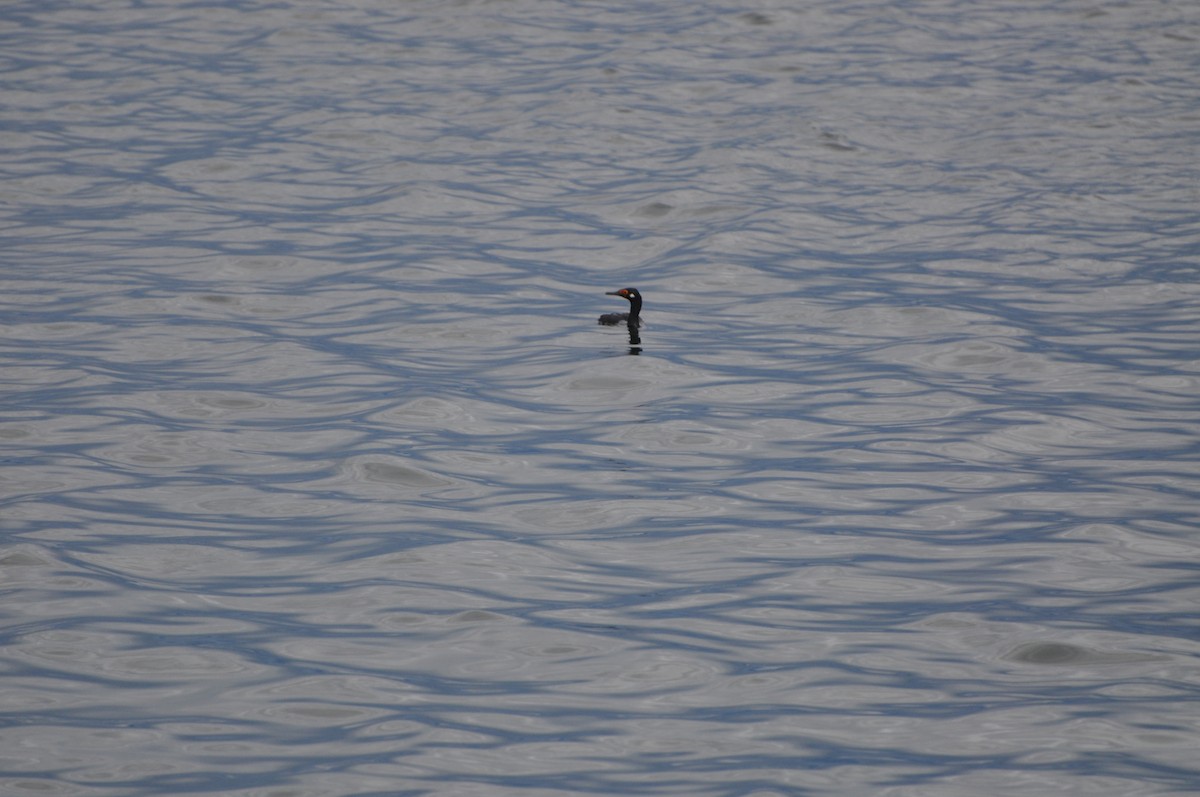 Cormorán Magallánico - ML617377055