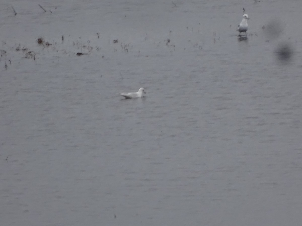 Gaviota Groenlandesa - ML617377065