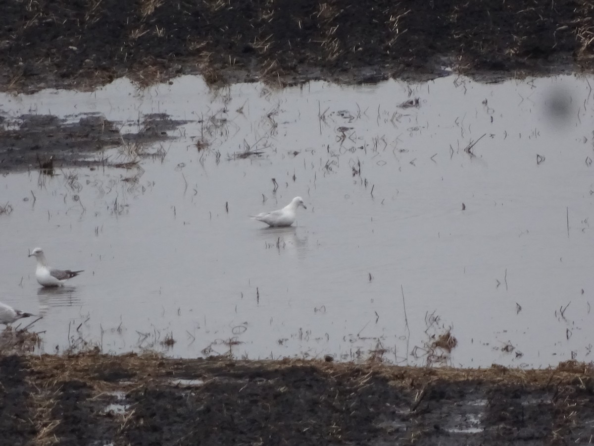 Iceland Gull - ML617377066