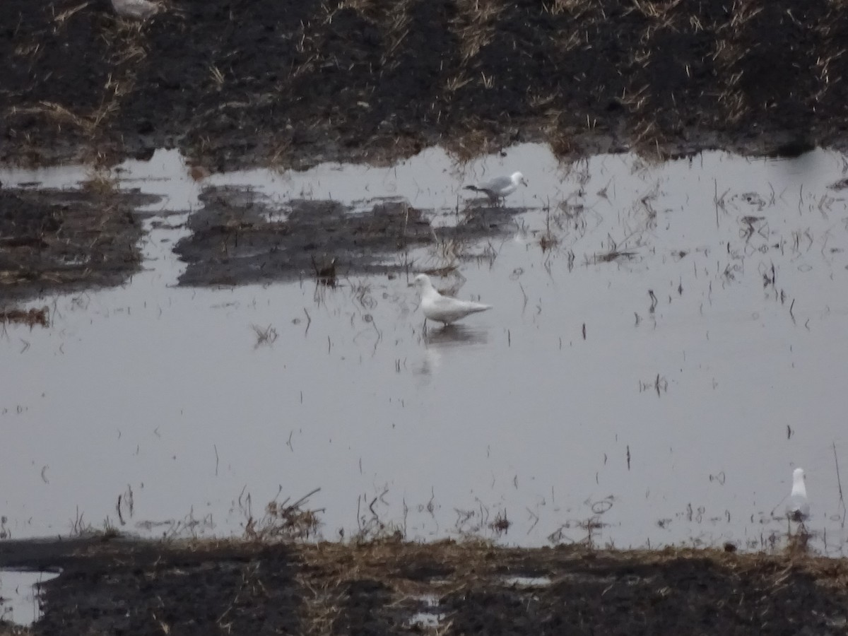 Iceland Gull - ML617377067