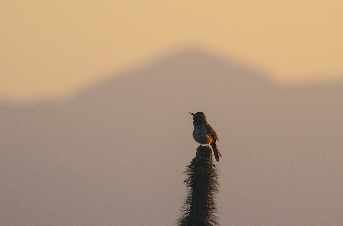 Cactus Wren - ML617377164
