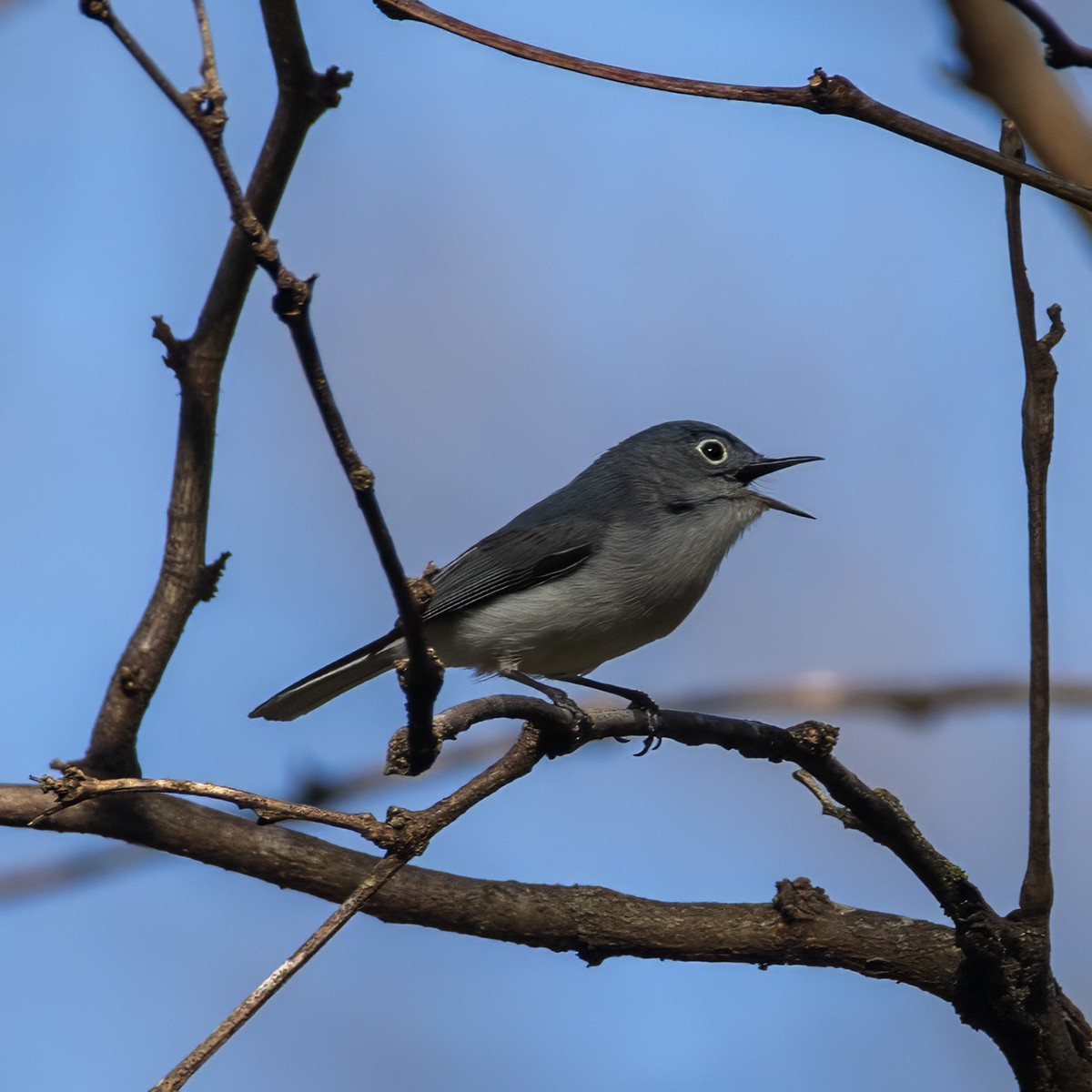 Blue-gray Gnatcatcher - ML617377176