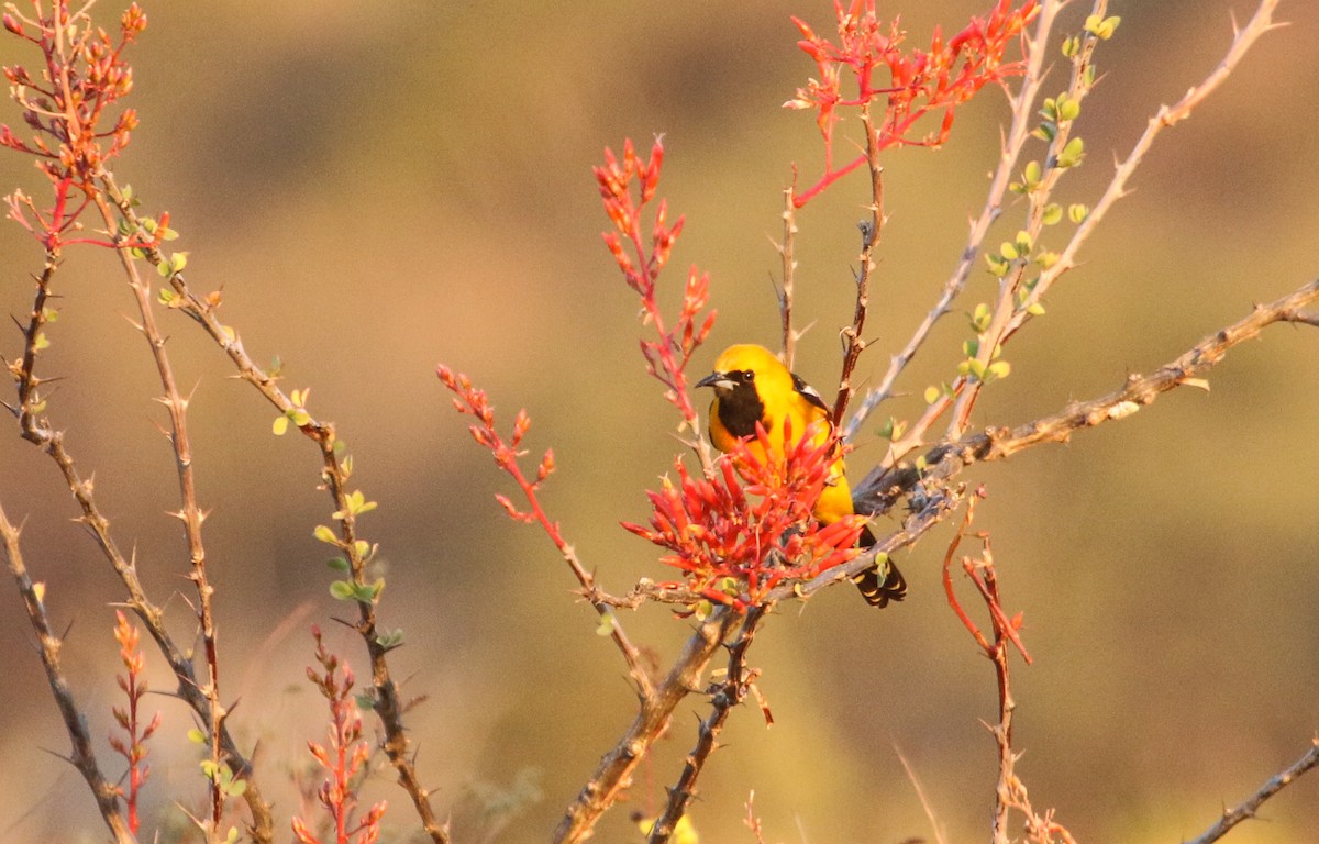 Hooded Oriole - ML617377177
