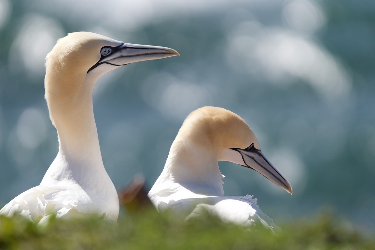 Northern Gannet - ML617377178