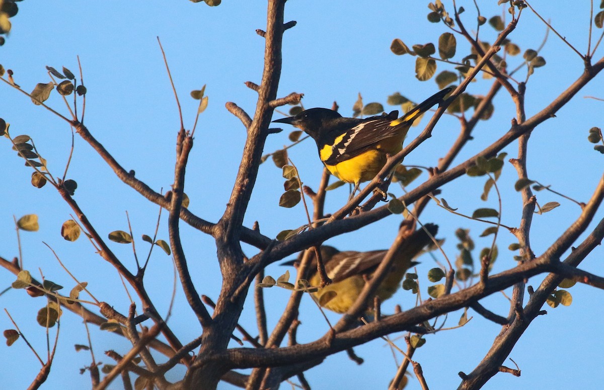 Scott's Oriole - ML617377186