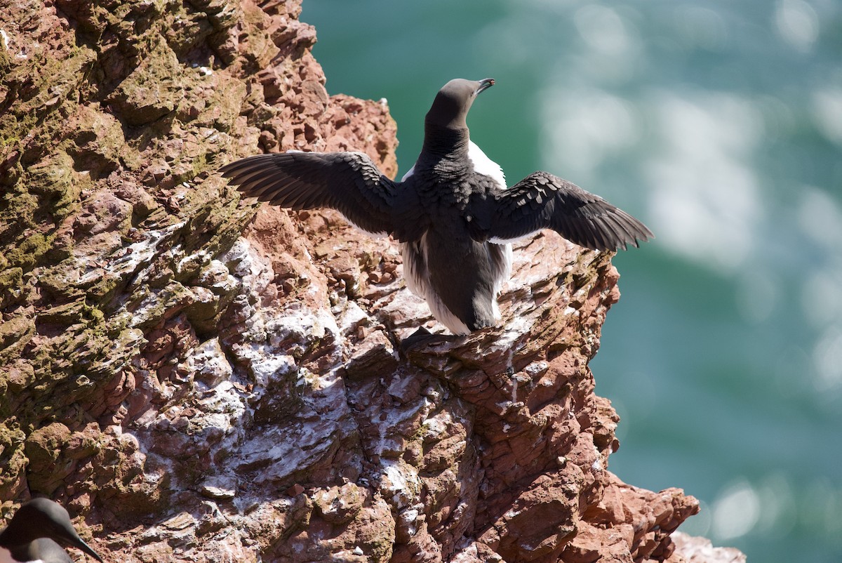 Common Murre - ML617377193