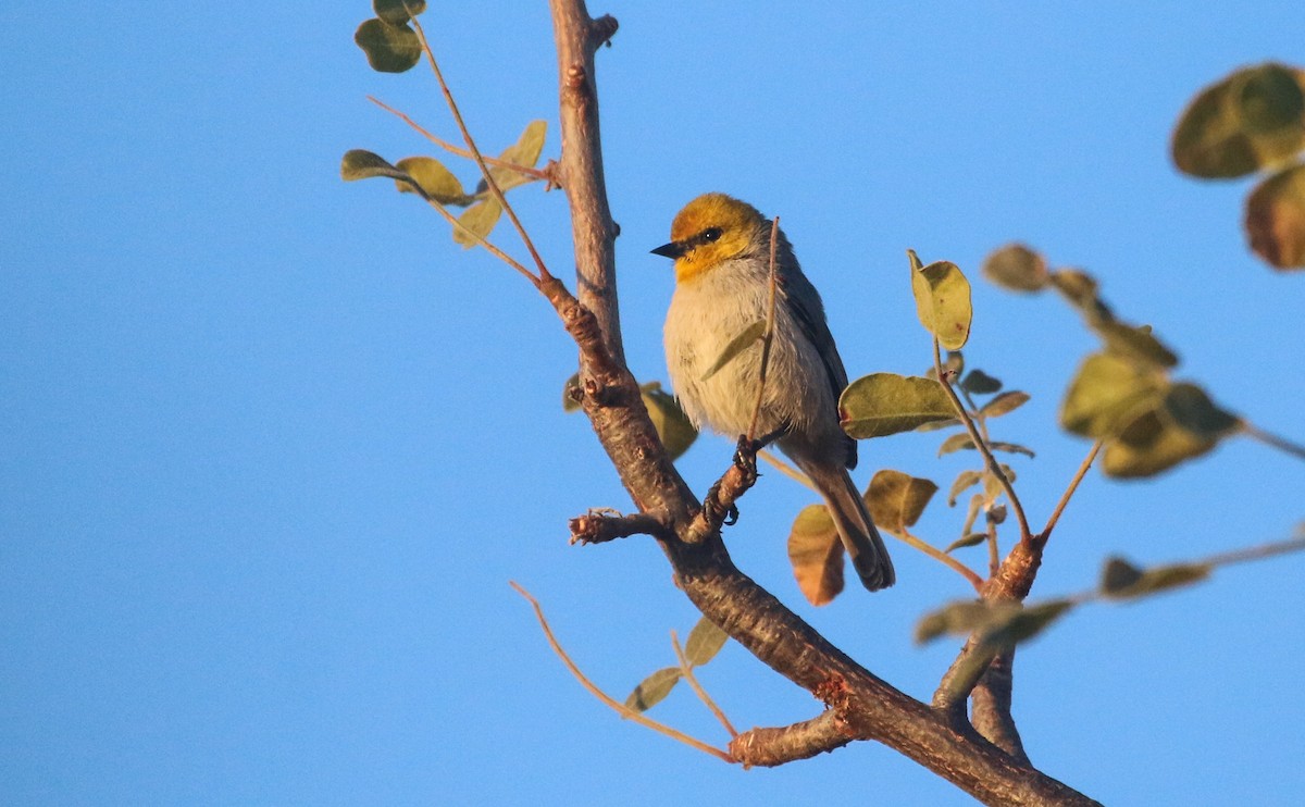Verdin - ML617377194