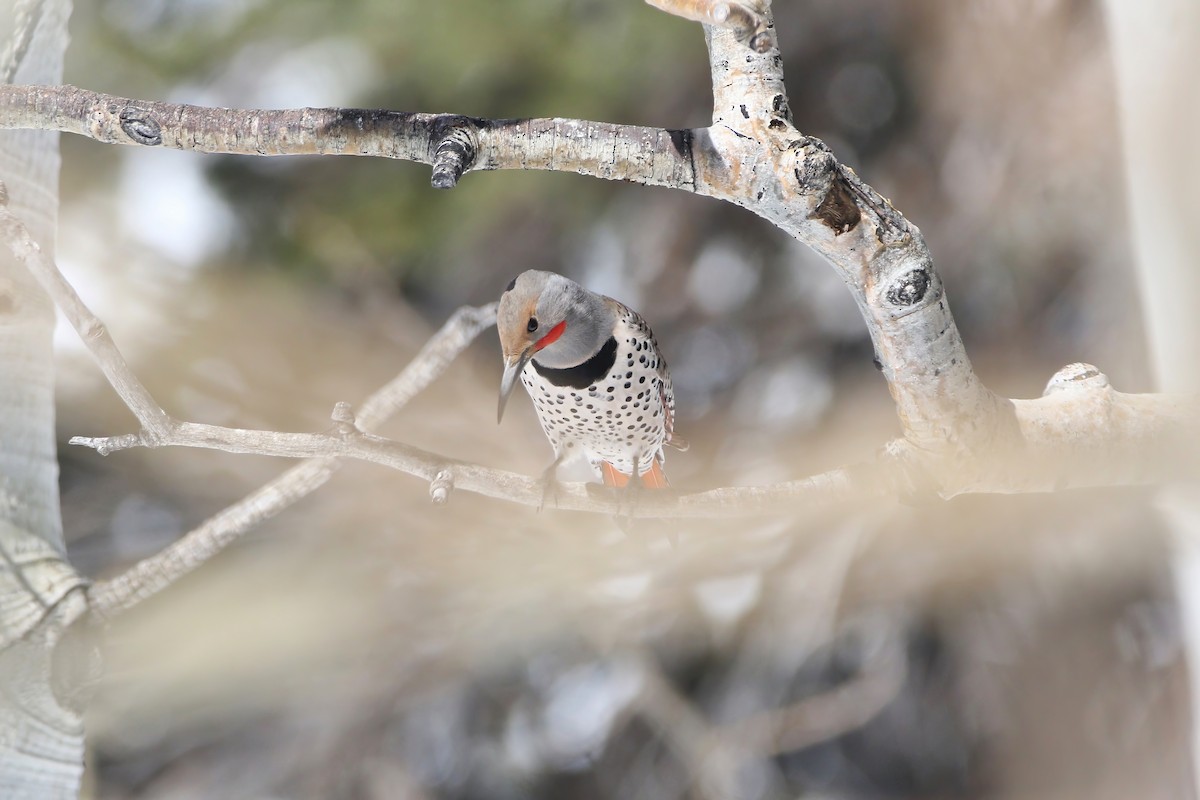 Northern Flicker (Red-shafted) - ML617377198