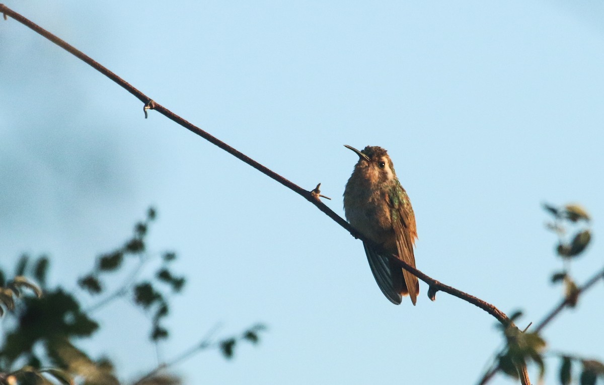 Xantus's Hummingbird - ML617377203