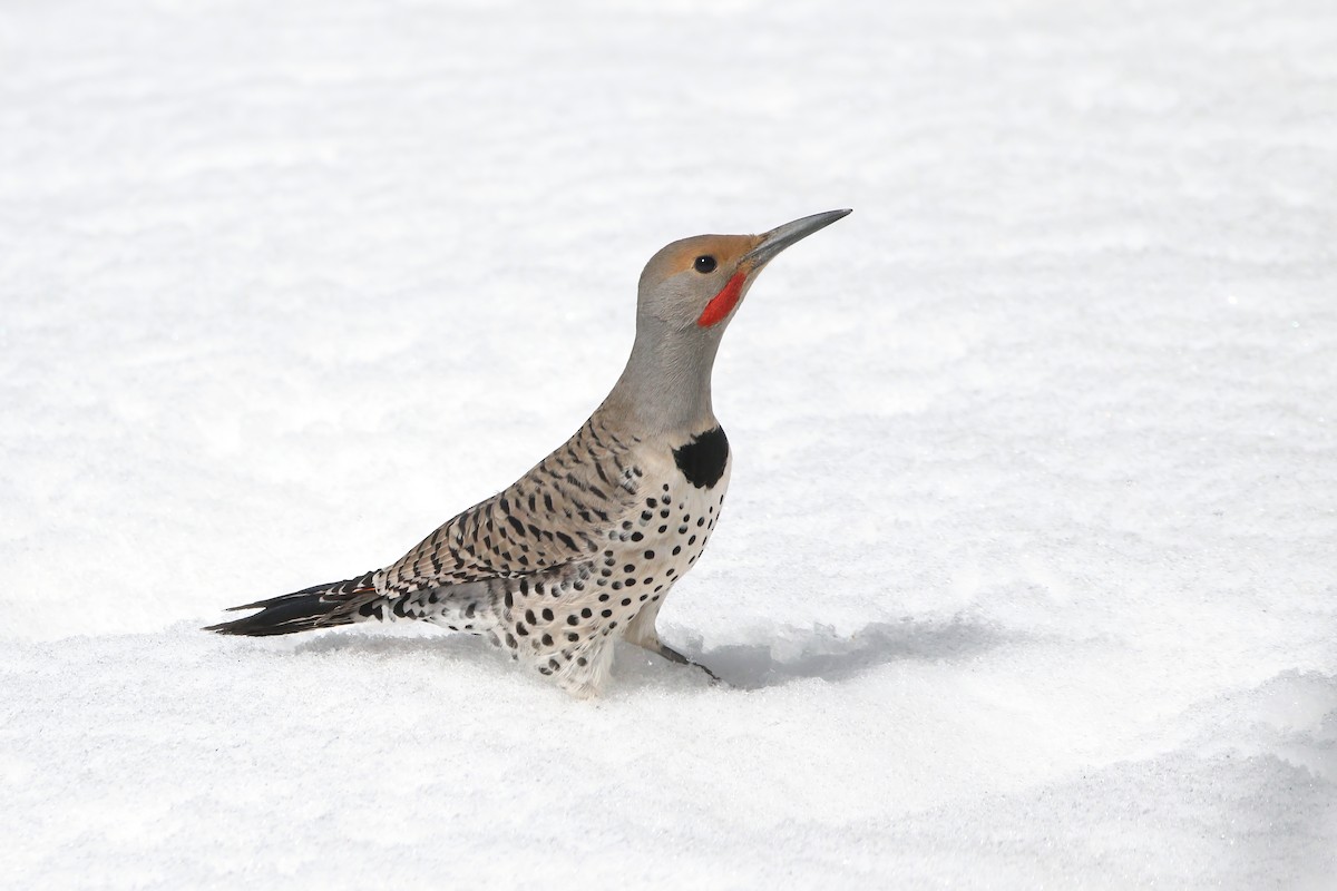 Northern Flicker (Red-shafted) - ML617377205