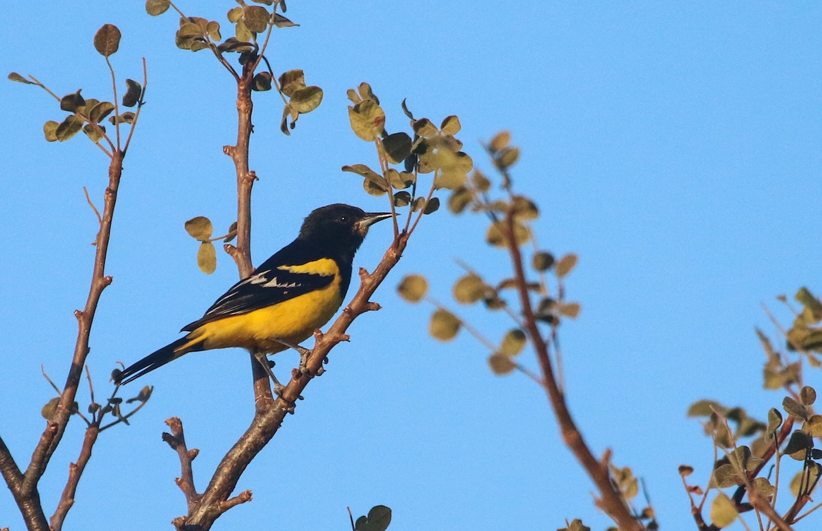 Scott's Oriole - ML617377216