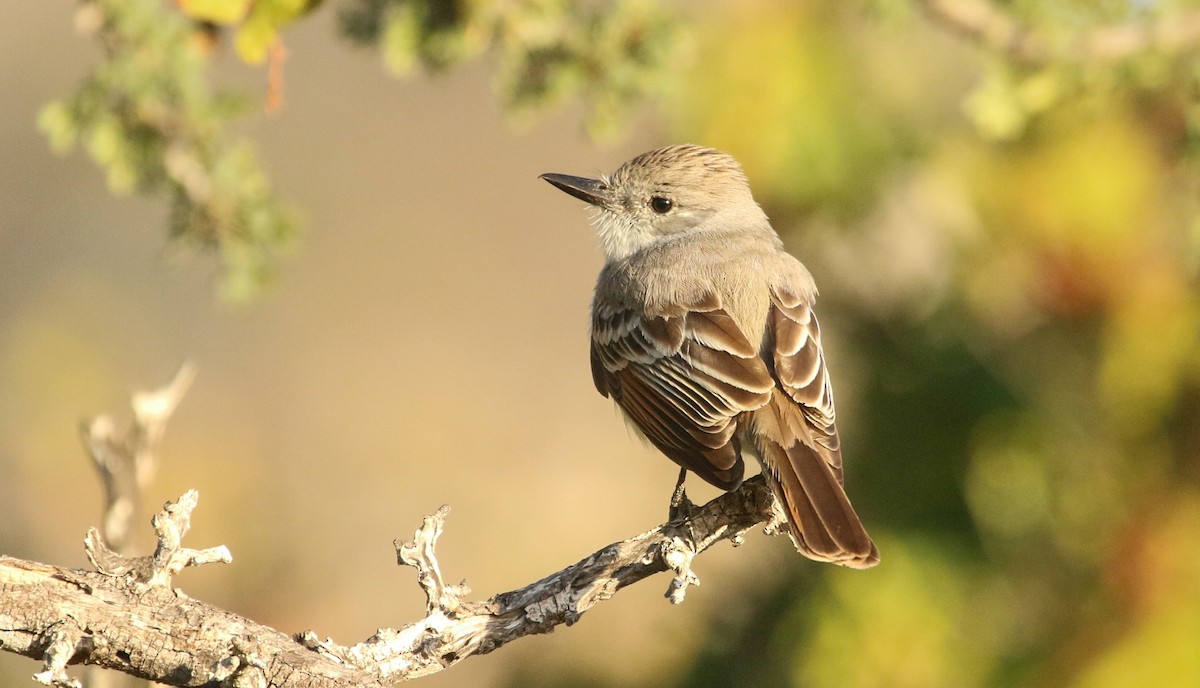 Ash-throated Flycatcher - ML617377232