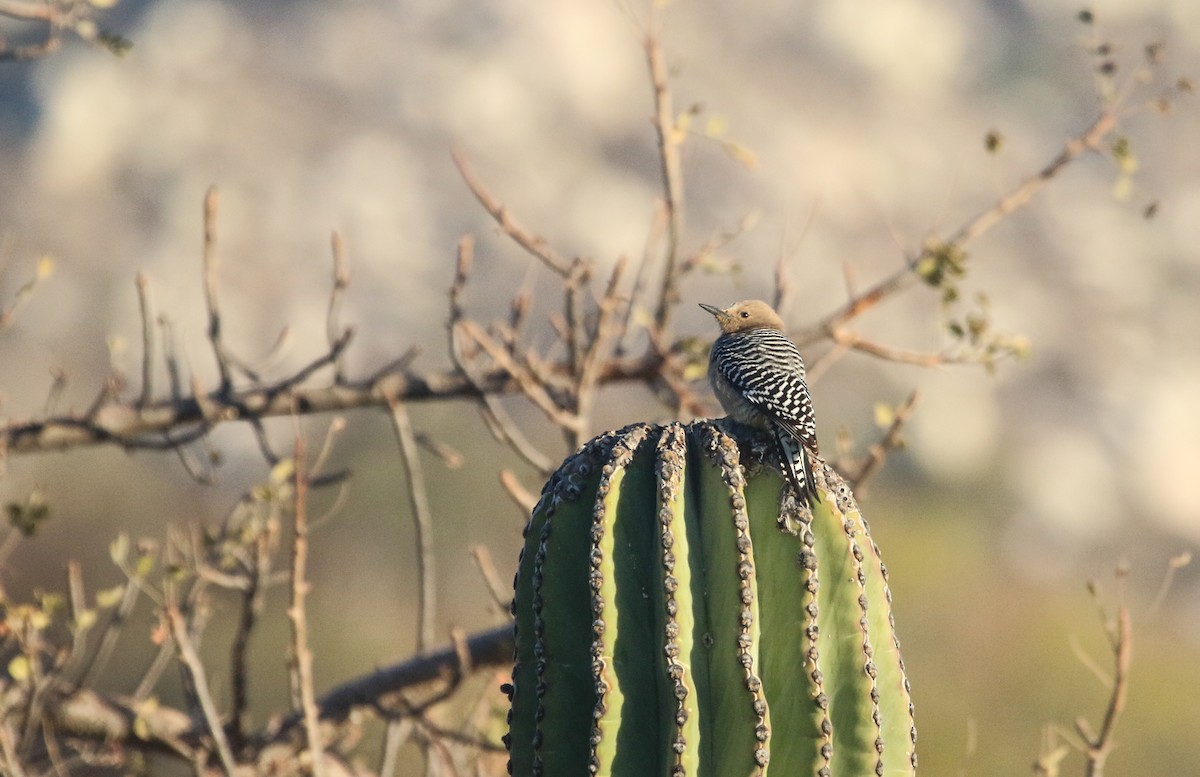 Gila Woodpecker - ML617377239