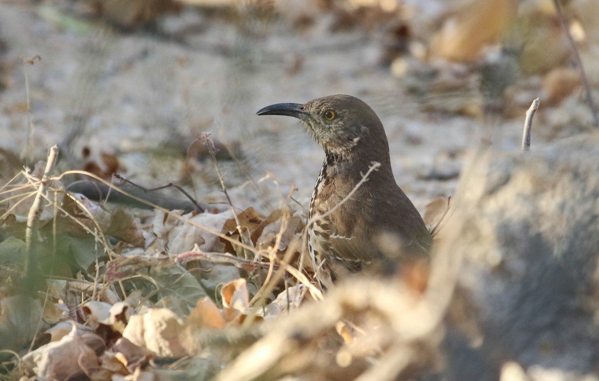 Gray Thrasher - ML617377257