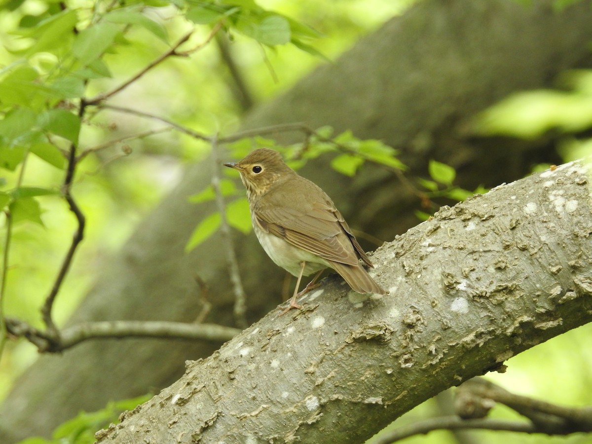 Swainson's Thrush - ML617377307
