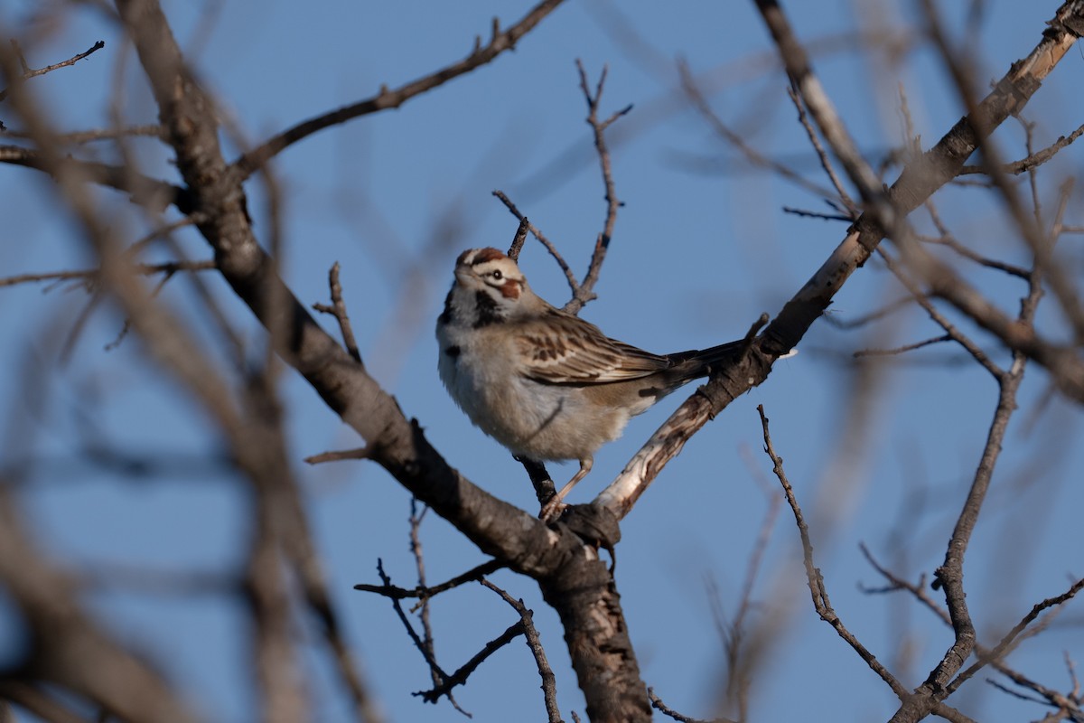 Lark Sparrow - ML617377314