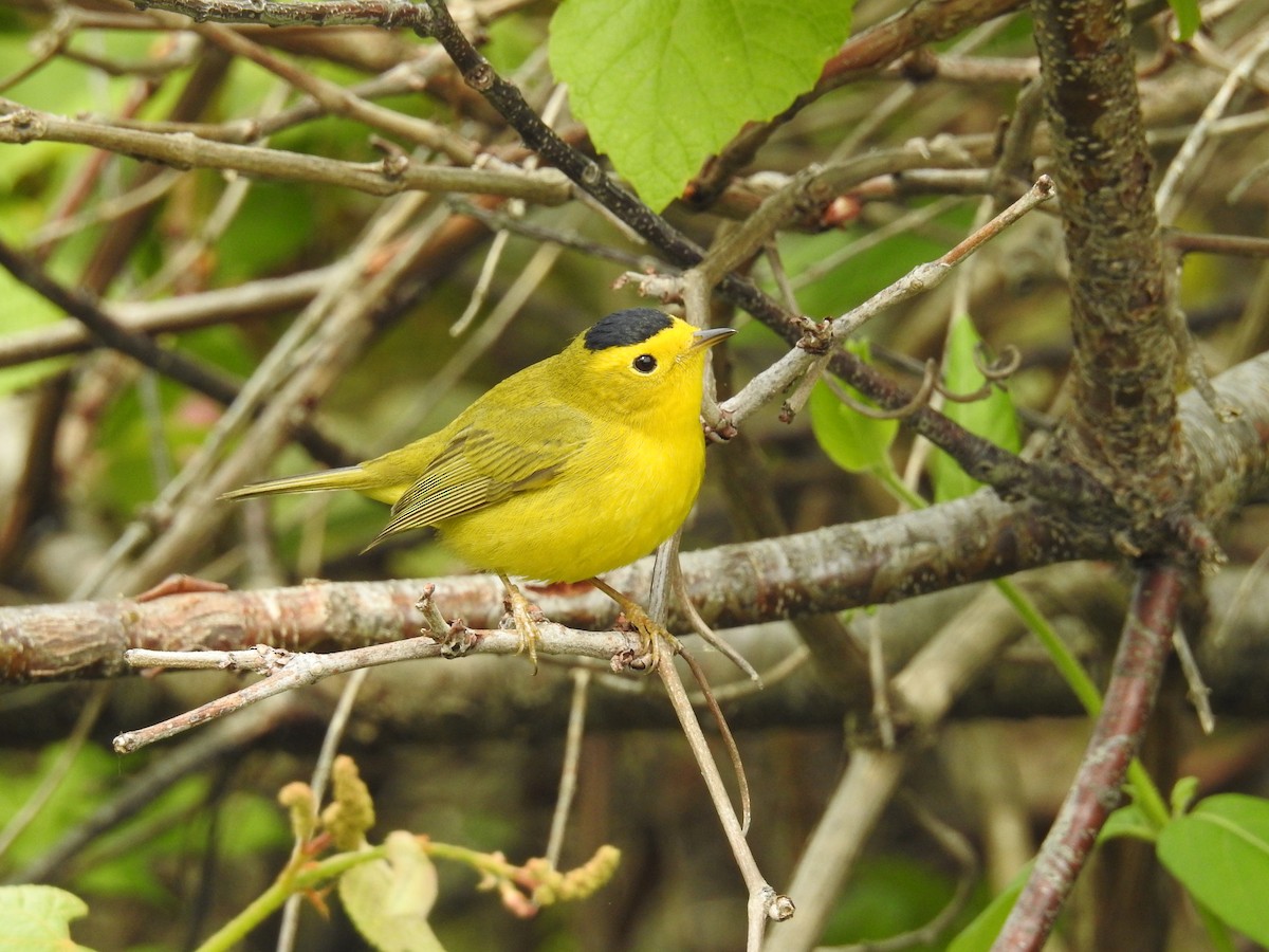 Wilson's Warbler - joe demko