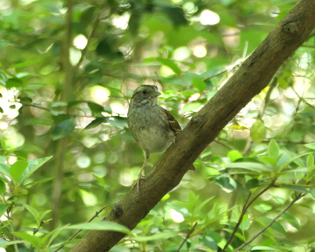 White-throated Sparrow - ML617377337