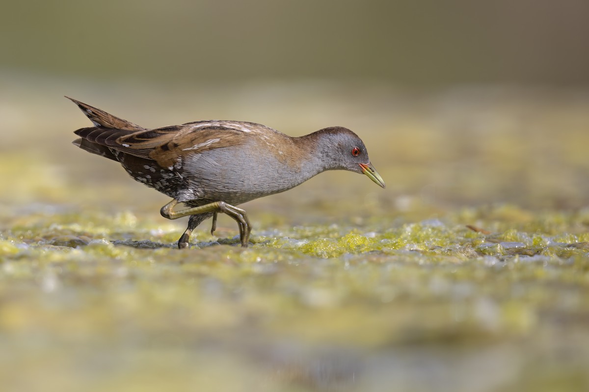 Little Crake - ML617377357