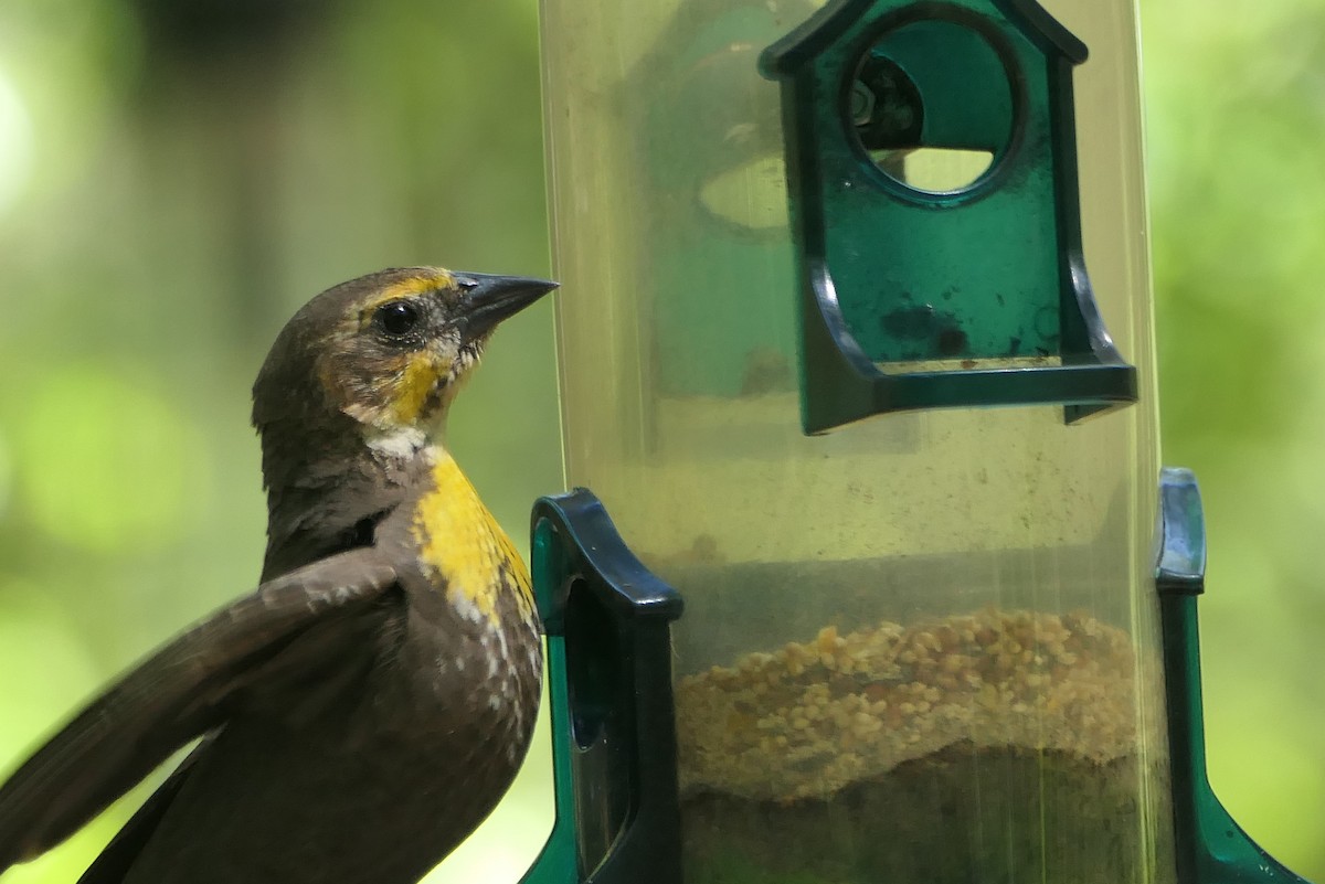 Yellow-headed Blackbird - Curt Hofer