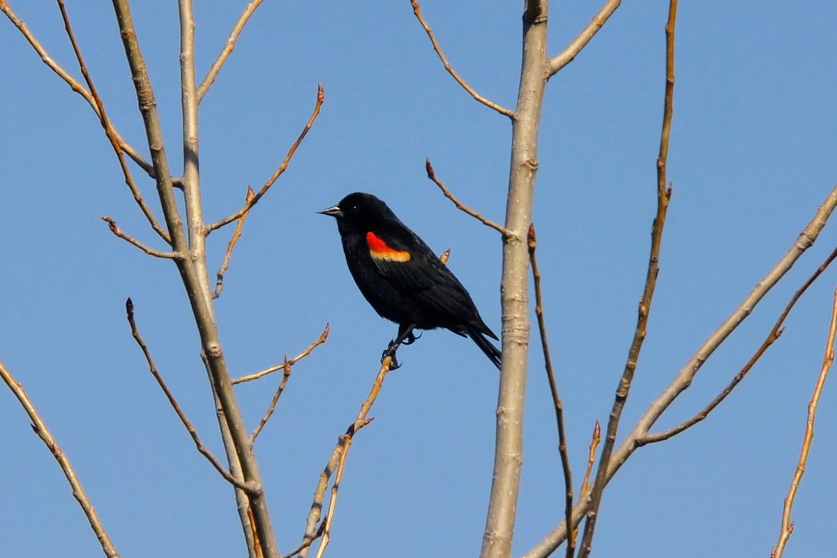 Red-winged Blackbird - ML617377376