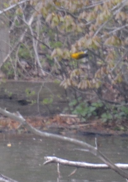 Prothonotary Warbler - Jay Wherley