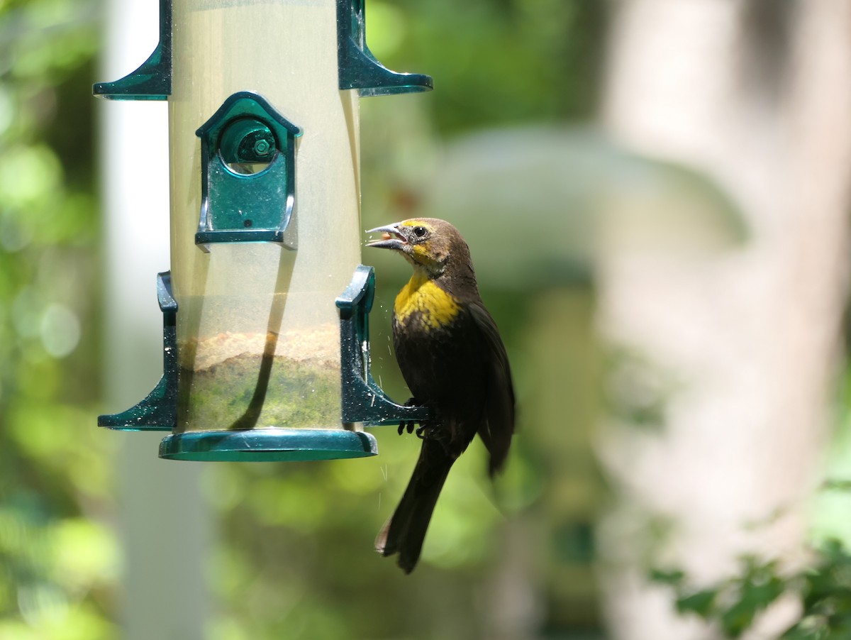 Yellow-headed Blackbird - Curt Hofer
