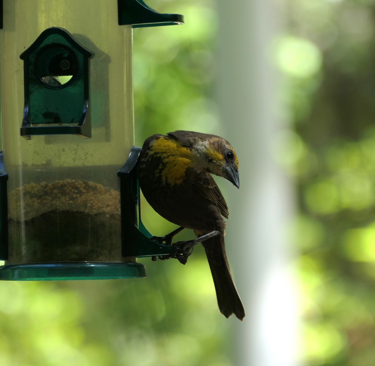 Yellow-headed Blackbird - ML617377438