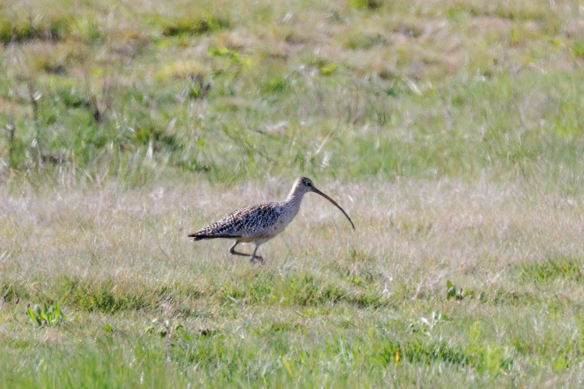 Long-billed Curlew - ML617377445