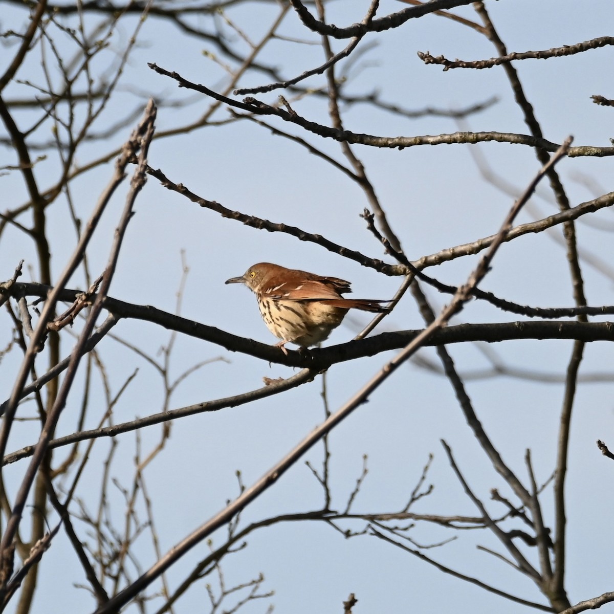 Brown Thrasher - ML617377482