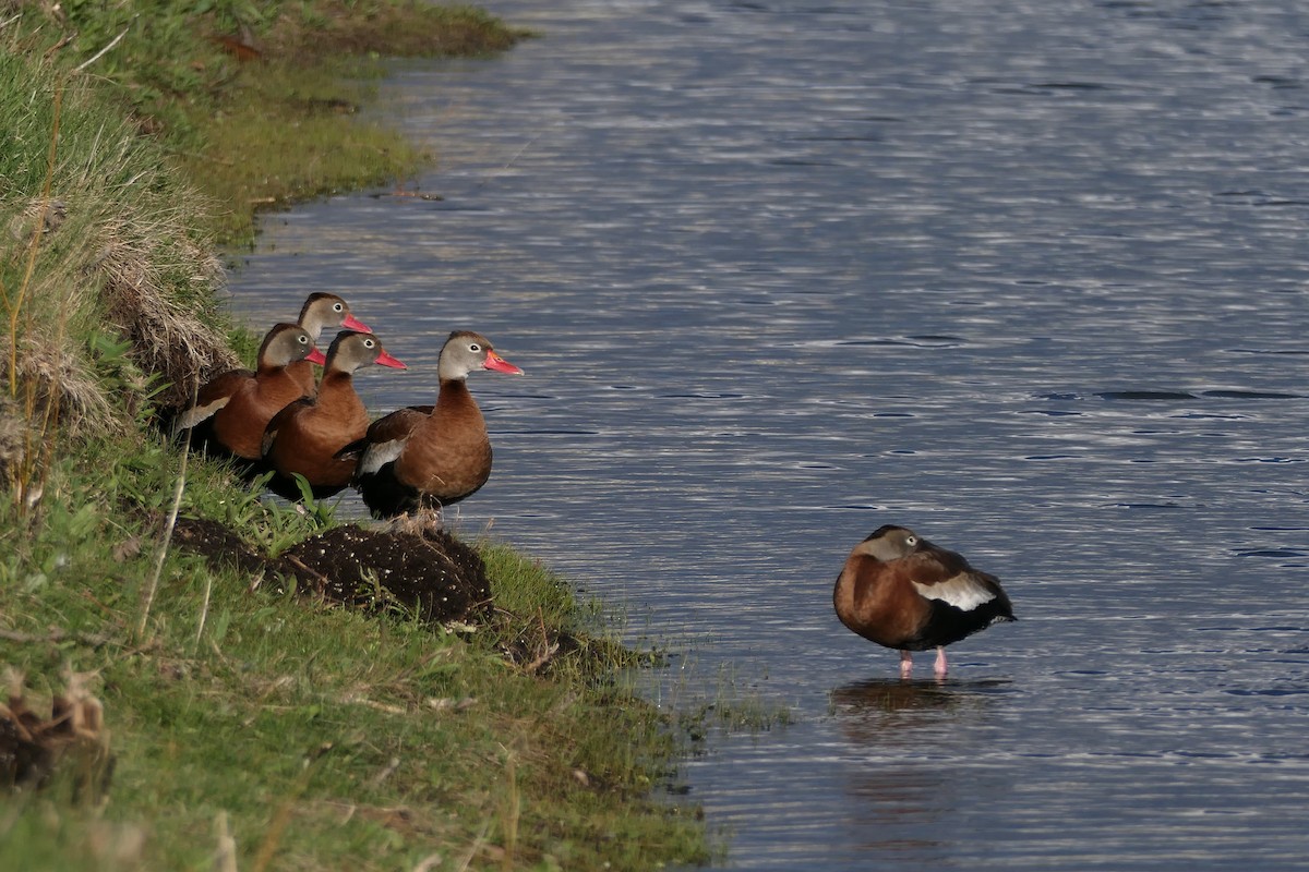 Black-bellied Whistling-Duck - Chase Caldwell