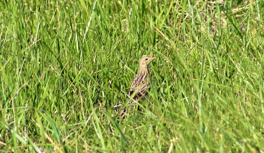 Sprague's Pipit - Joseph Bieksza