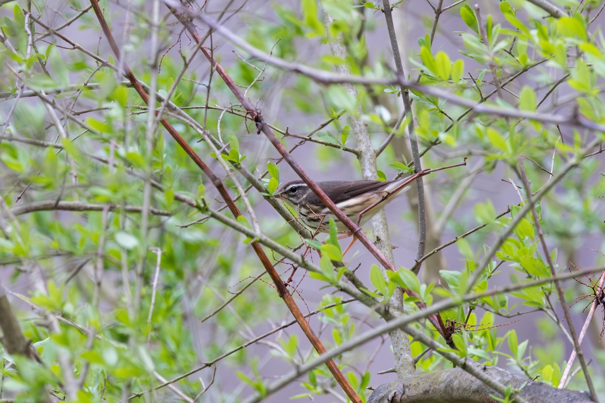 Louisiana Waterthrush - ML617377498