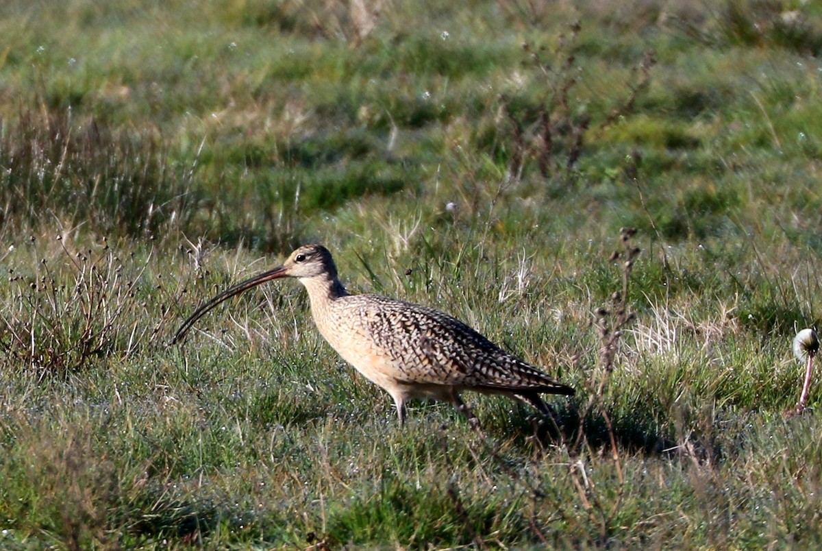 Long-billed Curlew - ML617377506