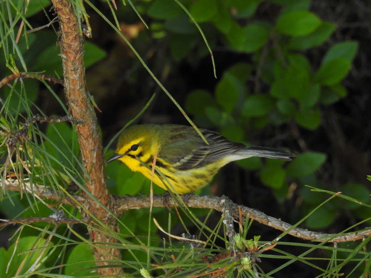 Prairie Warbler - joe demko