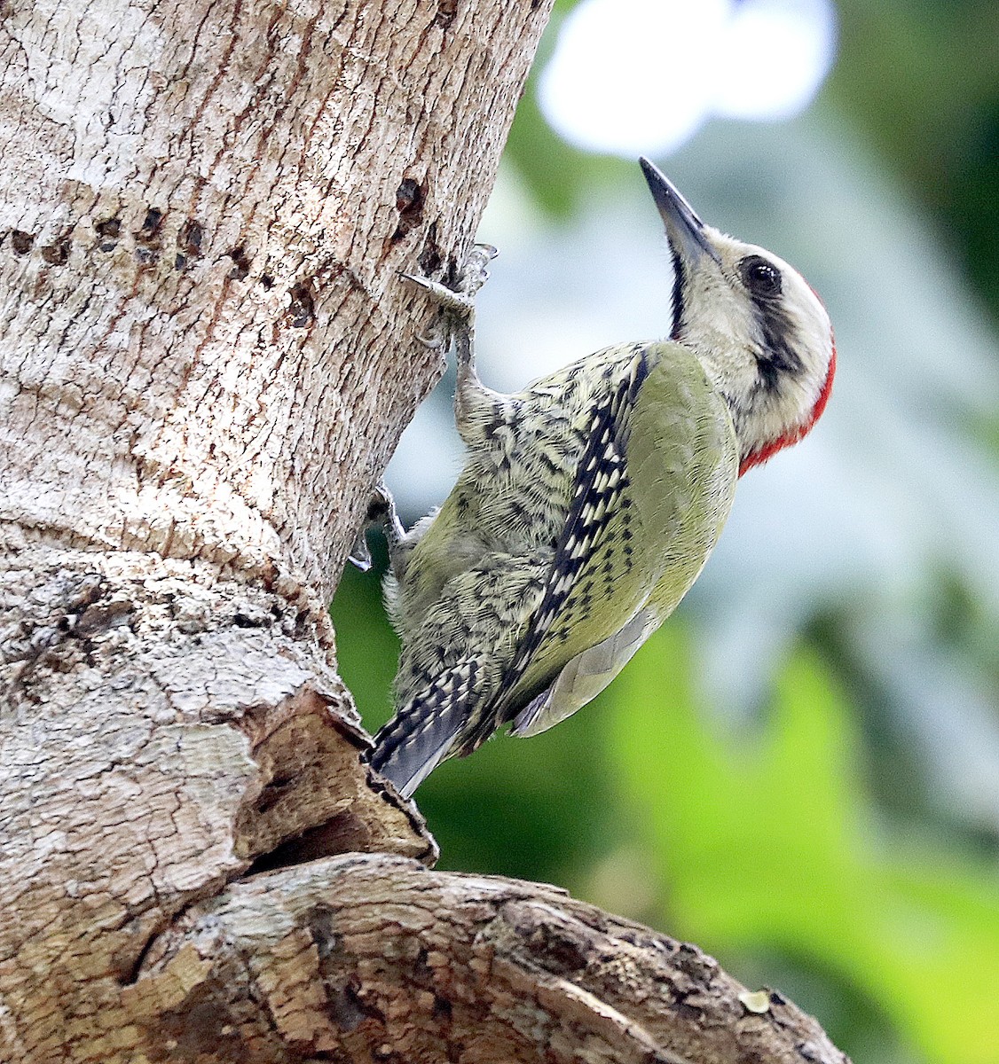 Cuban Green Woodpecker - Freddy Camara