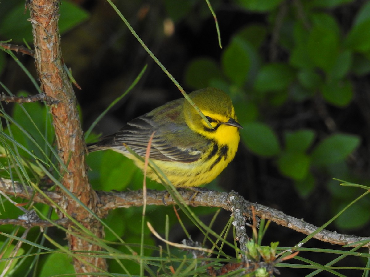 Prairie Warbler - joe demko