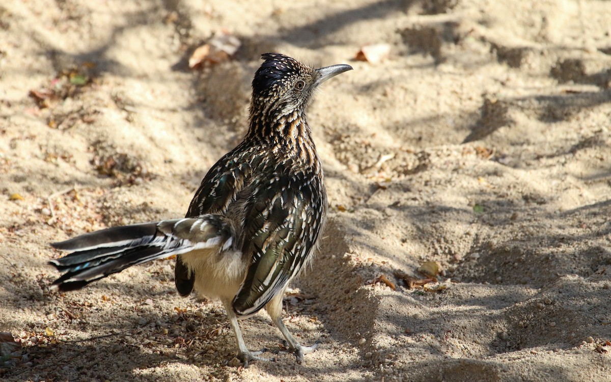 Greater Roadrunner - ML617377596