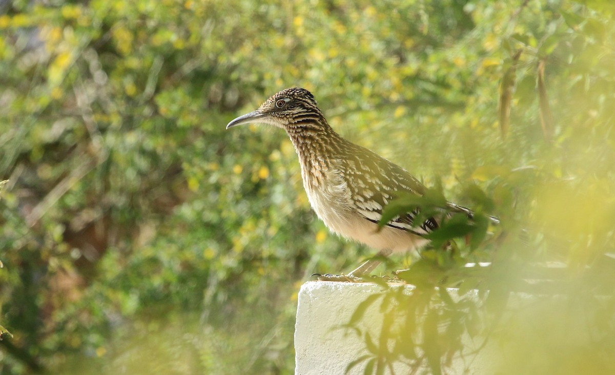 Greater Roadrunner - ML617377597