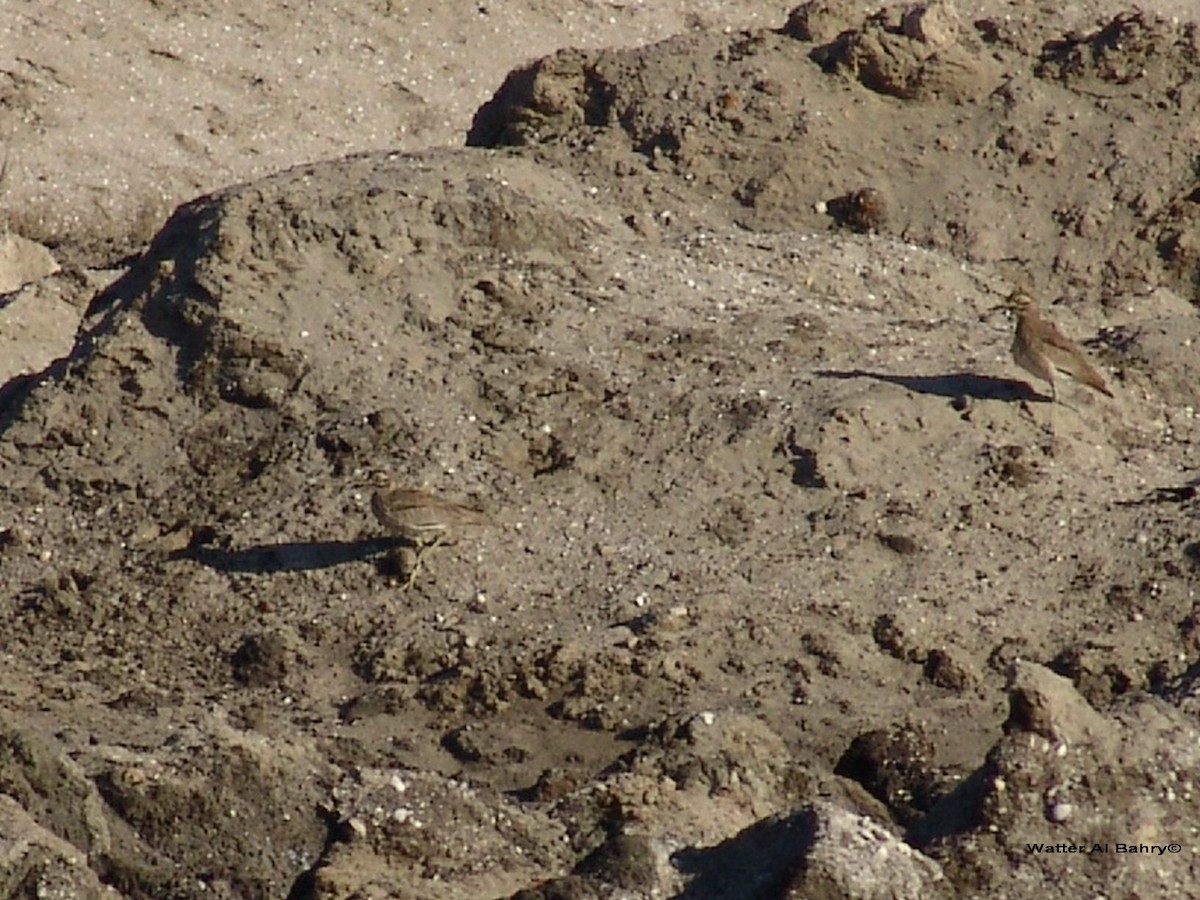 Senegal Thick-knee - ML617377615