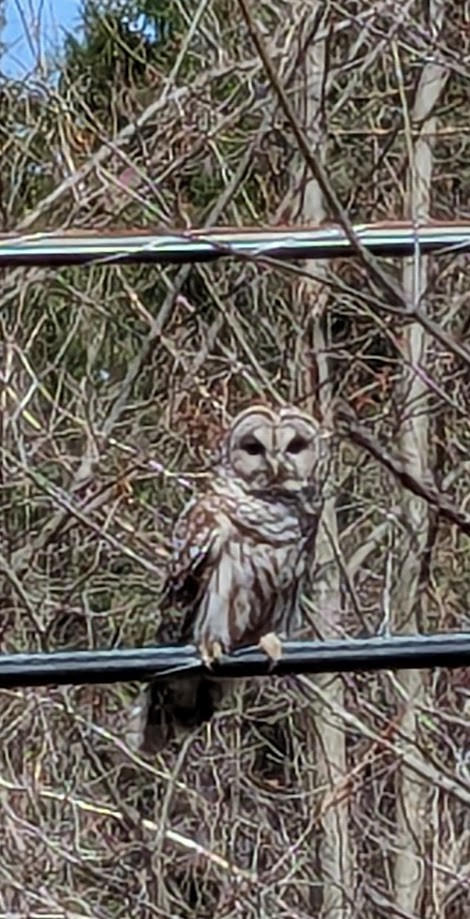 Barred Owl - ML617377627