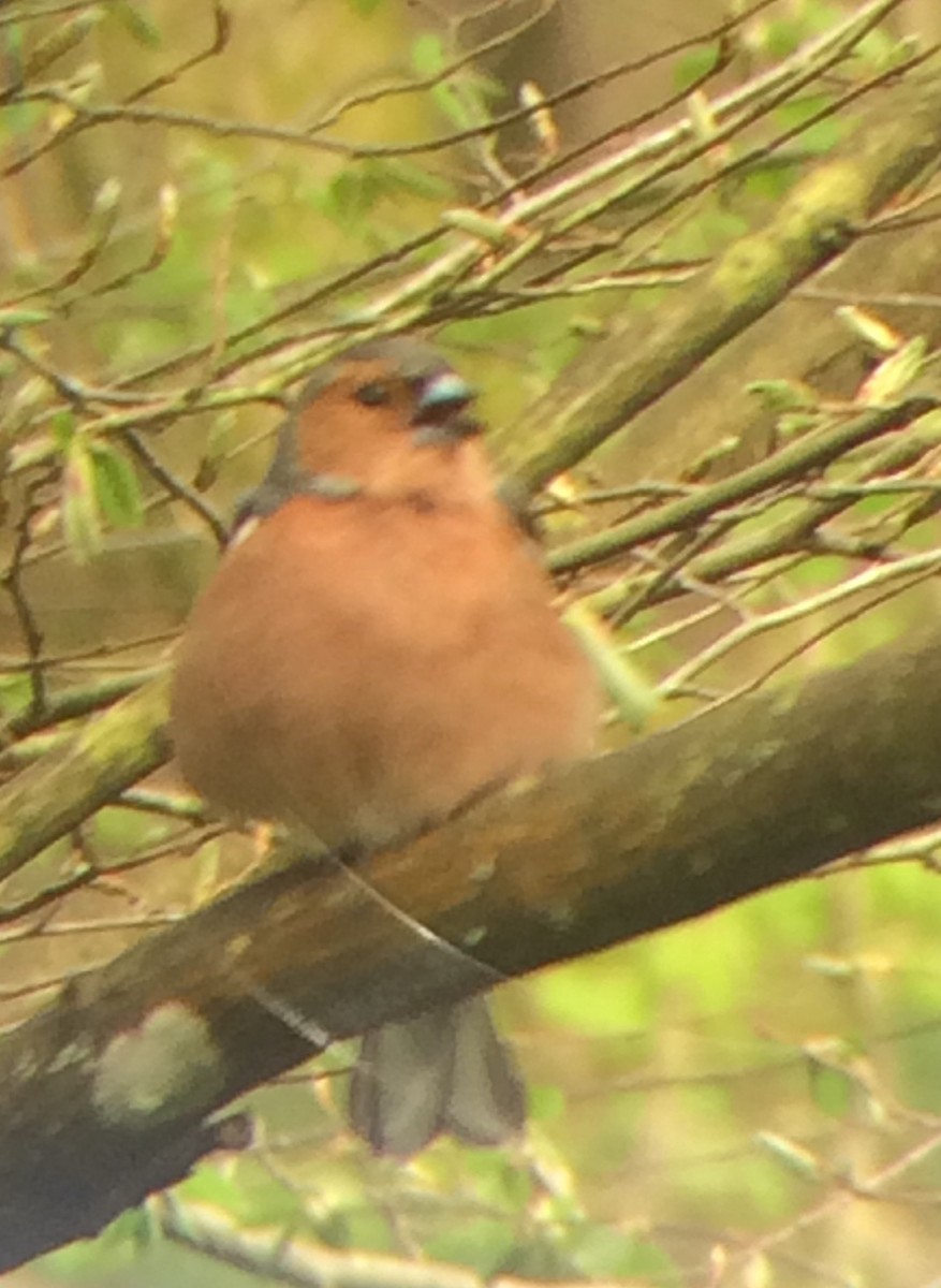 Common Chaffinch - ML617377630