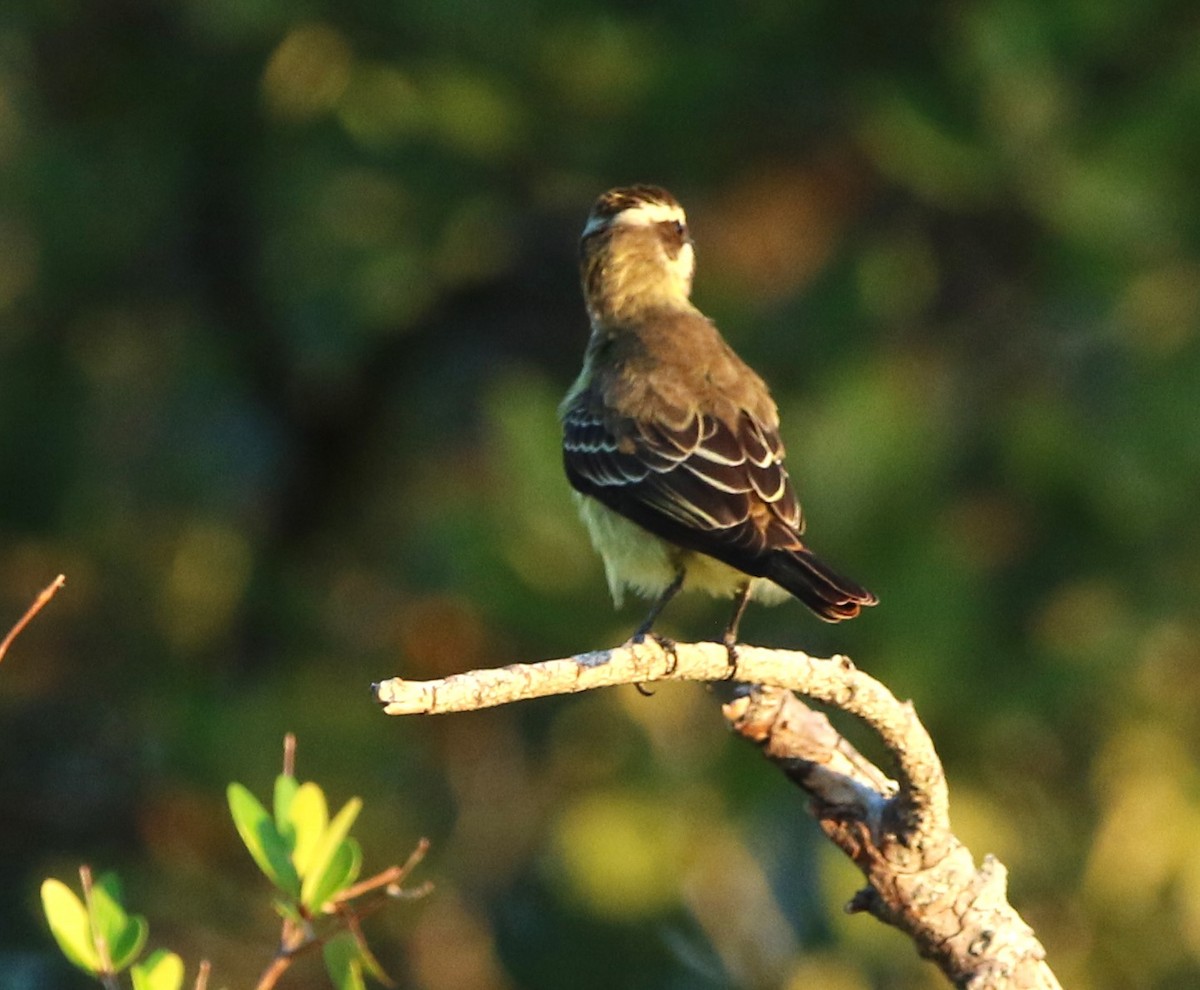 Piratic Flycatcher - Rich Miller