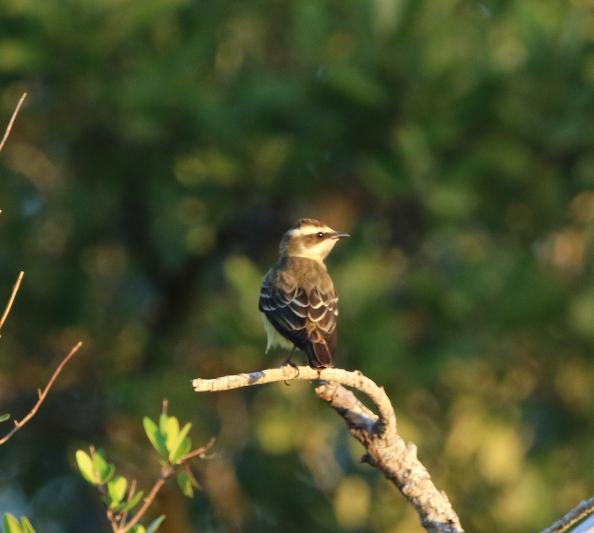 Piratic Flycatcher - Rich Miller