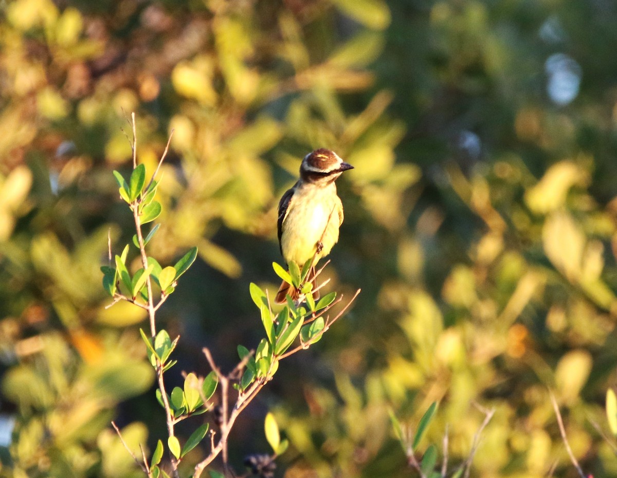 Piratic Flycatcher - Rich Miller