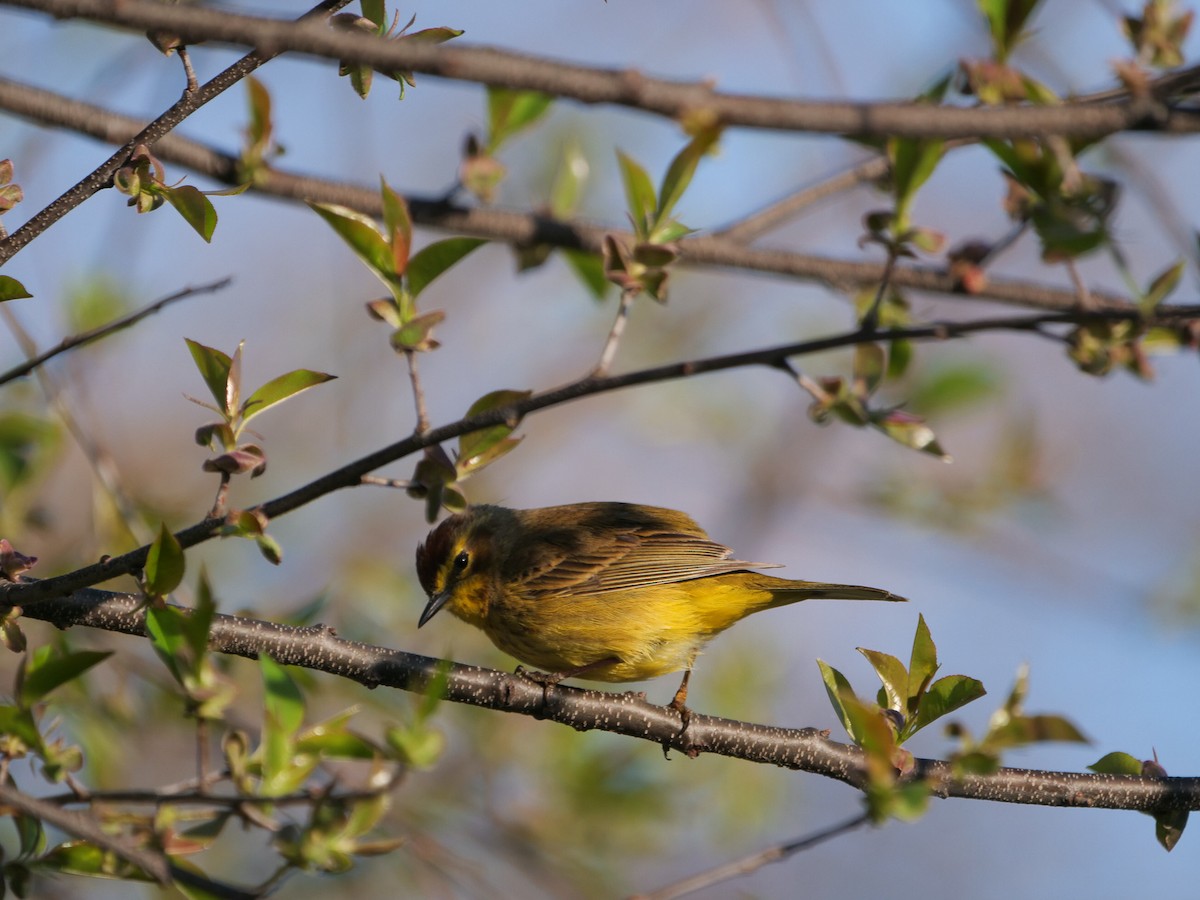 Palm Warbler - ML617377665