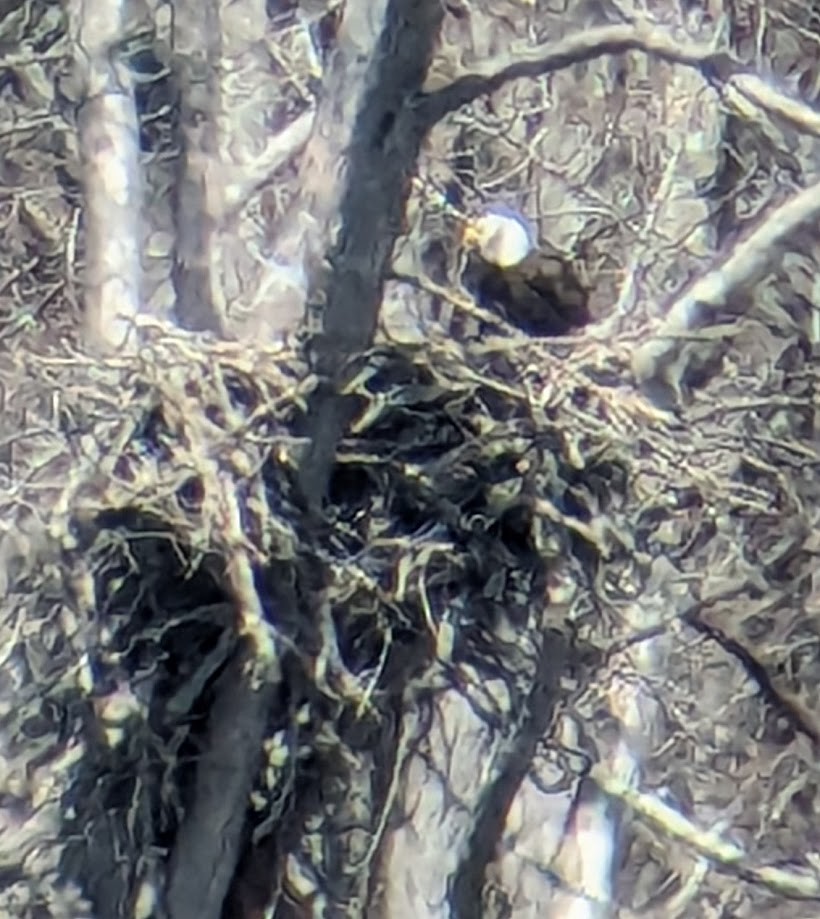 Weißkopf-Seeadler - ML617377677